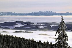 Winterzauber in einer verträumten Schneelandschaft